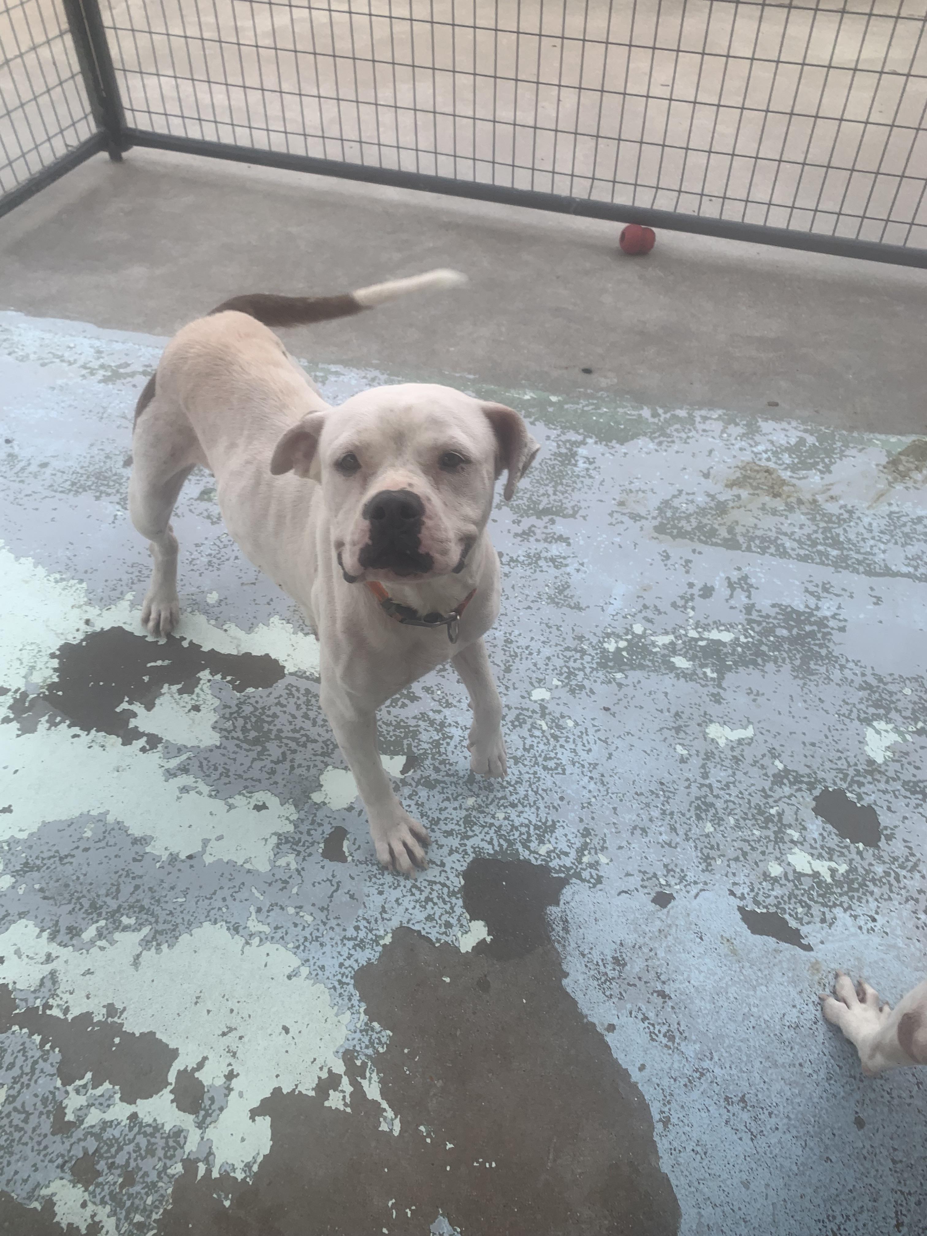 Enlarge Sydney, a Adoptable mixed breed in Hearne, TX image 3/4