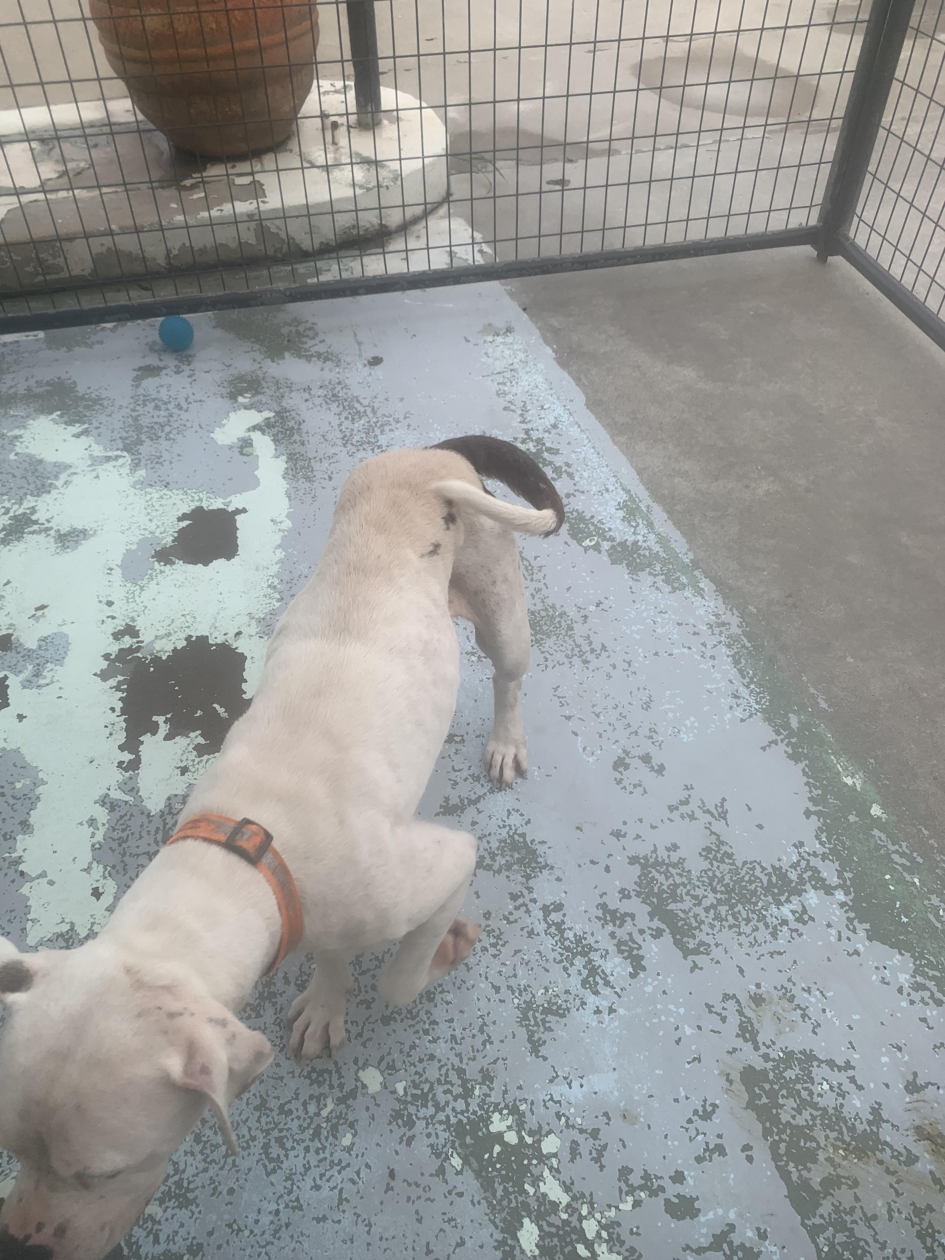 Enlarge Sydney, a Adoptable mixed breed in Hearne, TX image 4/4