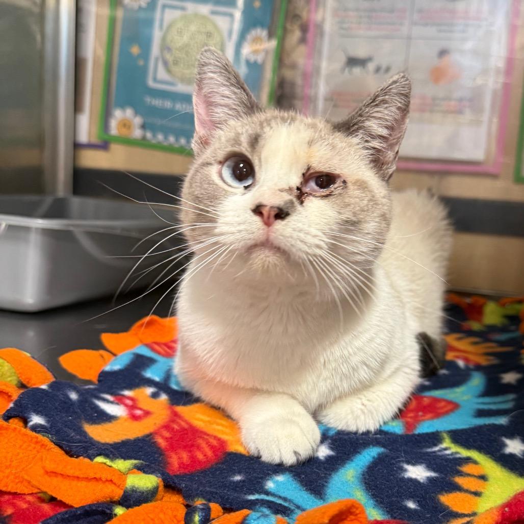 Enlarge Stormy, a Adoptable Snowshoe in Kansas City, MO image 1/1