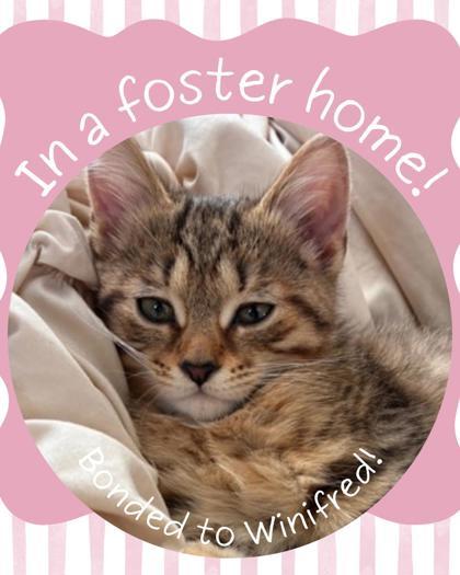 Lorelei, a Adoptable mixed breed in Columbus, IN image 2/3