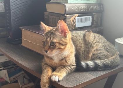 Lorelei, Adoptable, Young Female Domestic Short Hair & Domestic Short Hair.