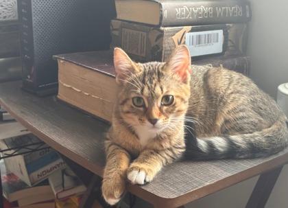 Enlarge Lorelei, a Adoptable mixed breed in Columbus, IN image 2/3