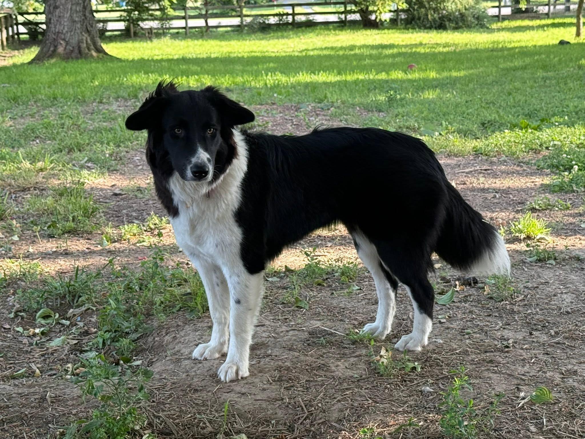 Mia, a Adoptable mixed breed in Chestertown, MD image 1/5
