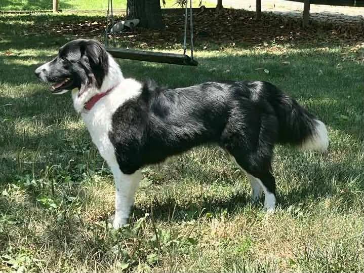 Mia, a Adoptable mixed breed in Chestertown, MD image 2/5