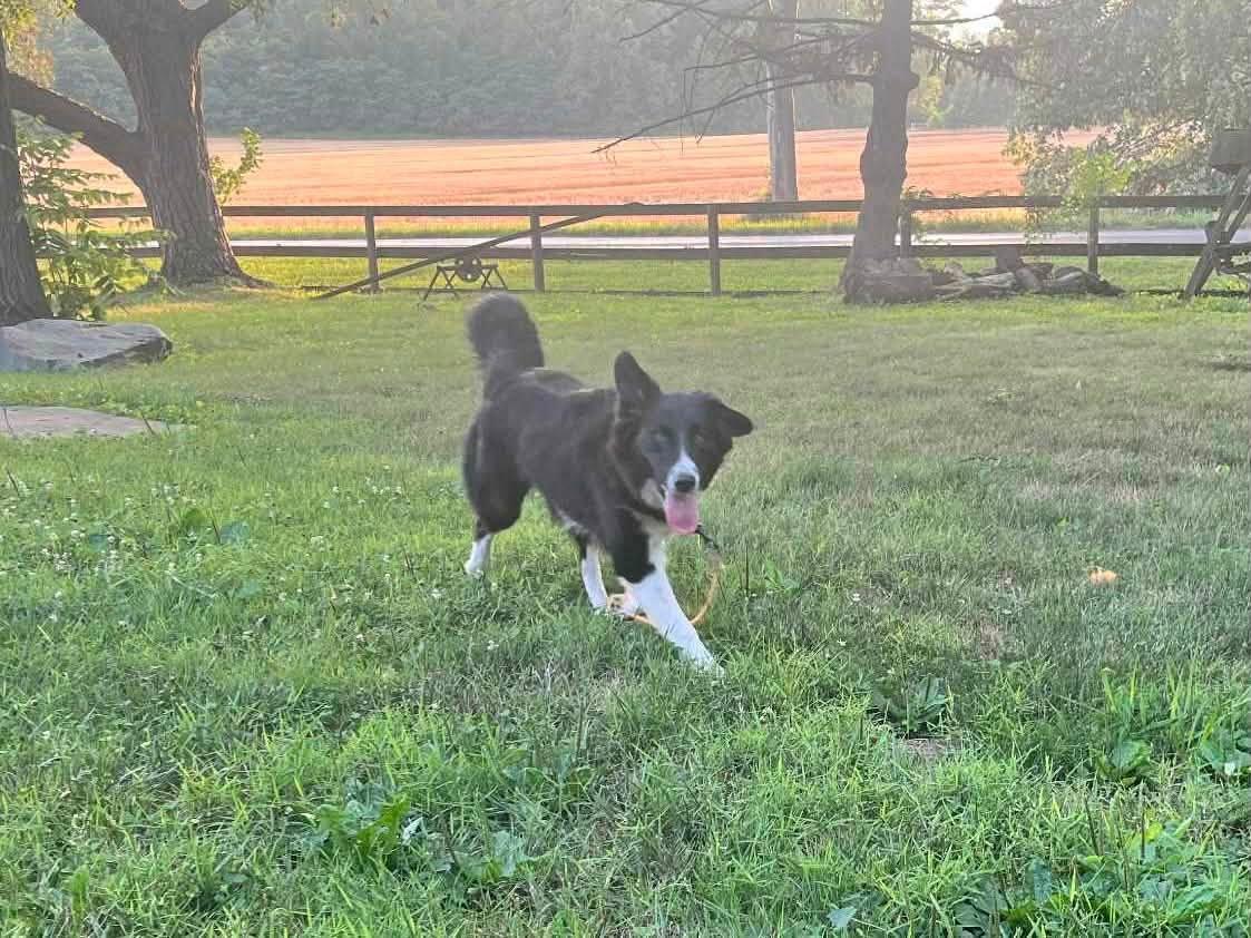 Mia, a Adoptable mixed breed in Chestertown, MD image 4/5