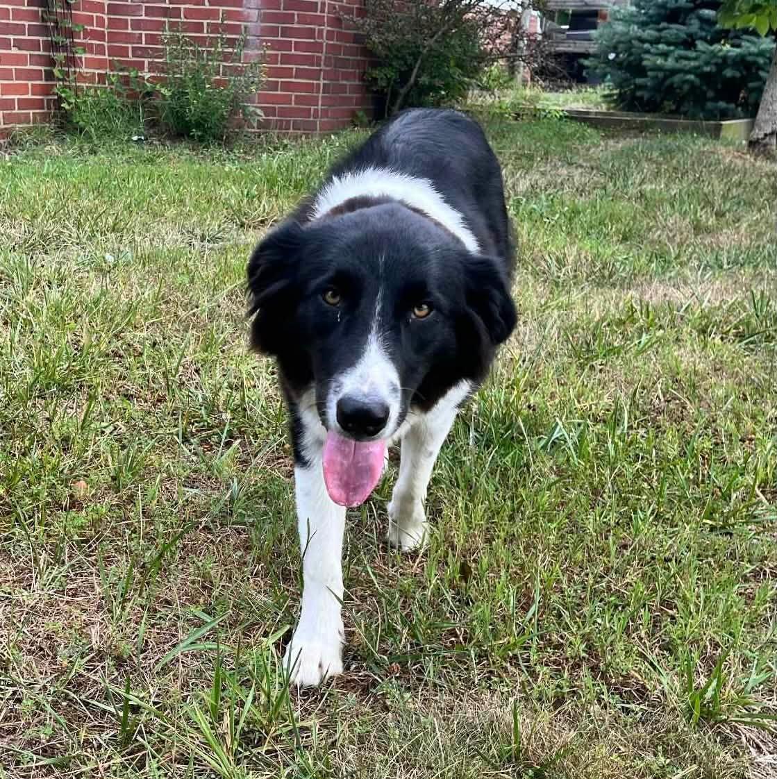 Mia, a Adoptable mixed breed in Chestertown, MD image 5/5