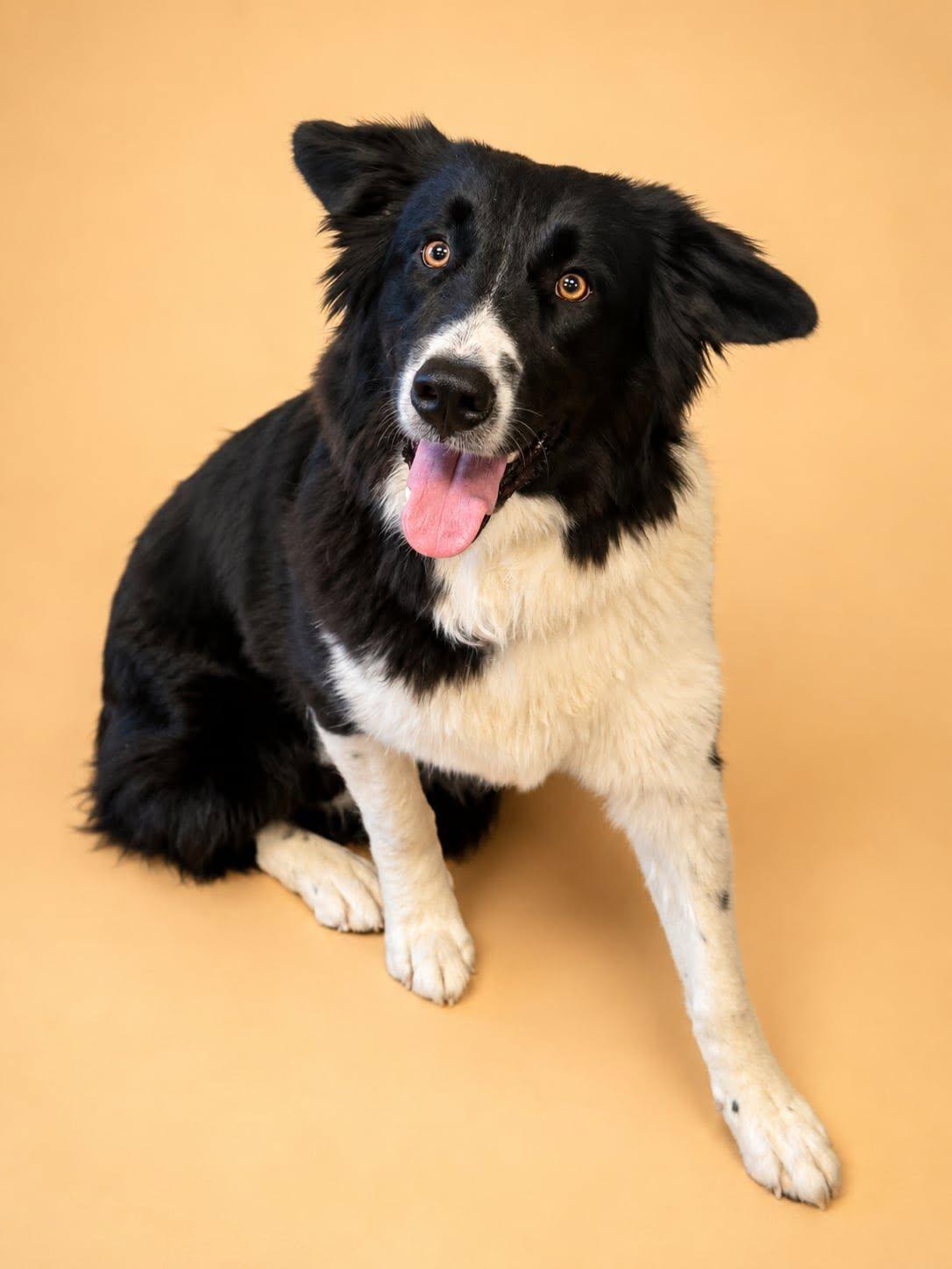 Mia, a Adoptable mixed breed in Chestertown, MD image 3/5
