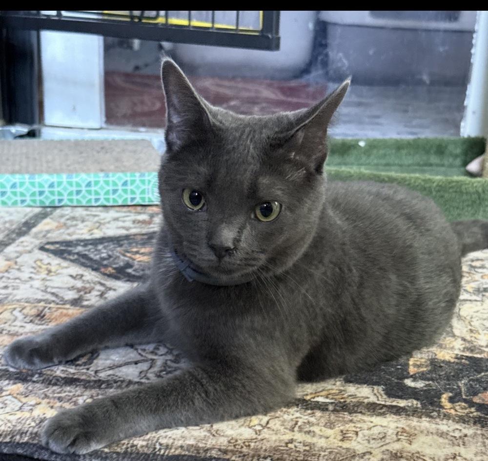 Lex (Perkiomen Grays), Adoptable, Adult Female Domestic Short Hair.