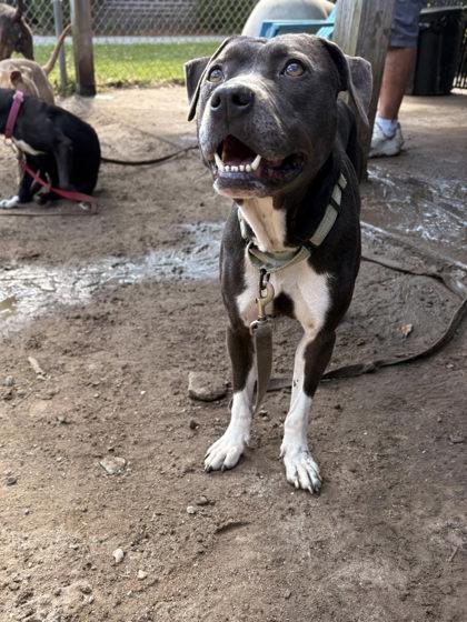 Enlarge Diamond, a Adoptable mixed breed in Savannah, GA image 2/3
