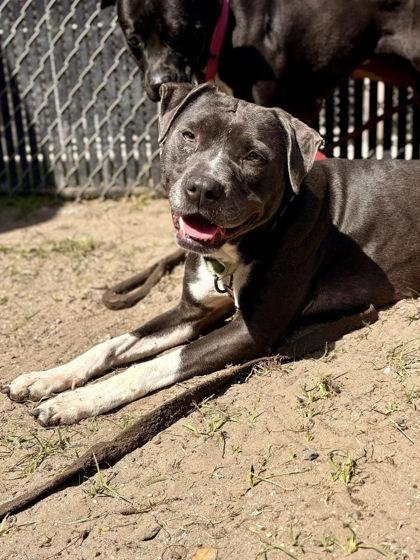 Enlarge Diamond, a Adoptable mixed breed in Savannah, GA image 1/3