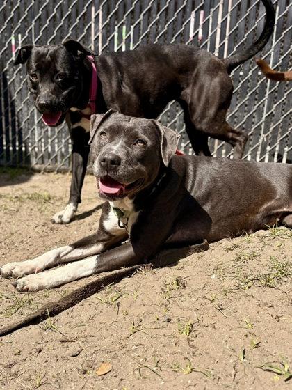 Enlarge Diamond, a Adoptable mixed breed in Savannah, GA image 2/3