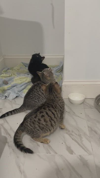 Enlarge Kisses, a Adopted Tabby in Philadelphia, PA video 10/15