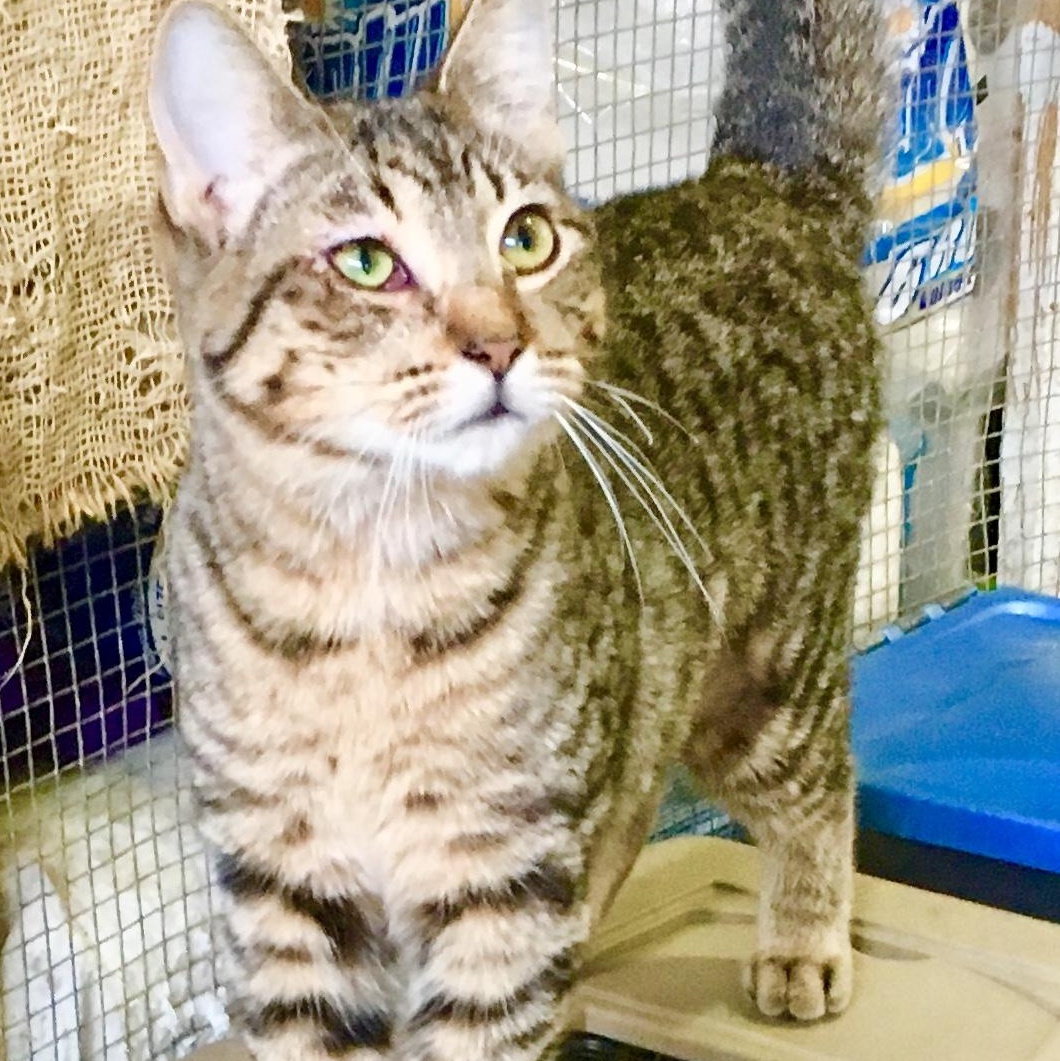 Cat Man Du, Adopted, Adult Male American Shorthair & Tabby.