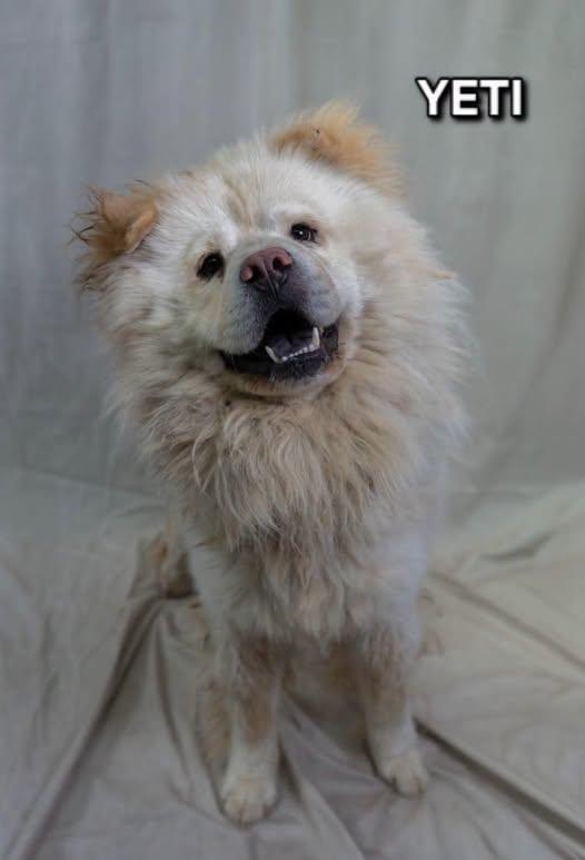 Enlarge Yeti, a Adopted Chow Chow in Tucson, AZ image 3/3