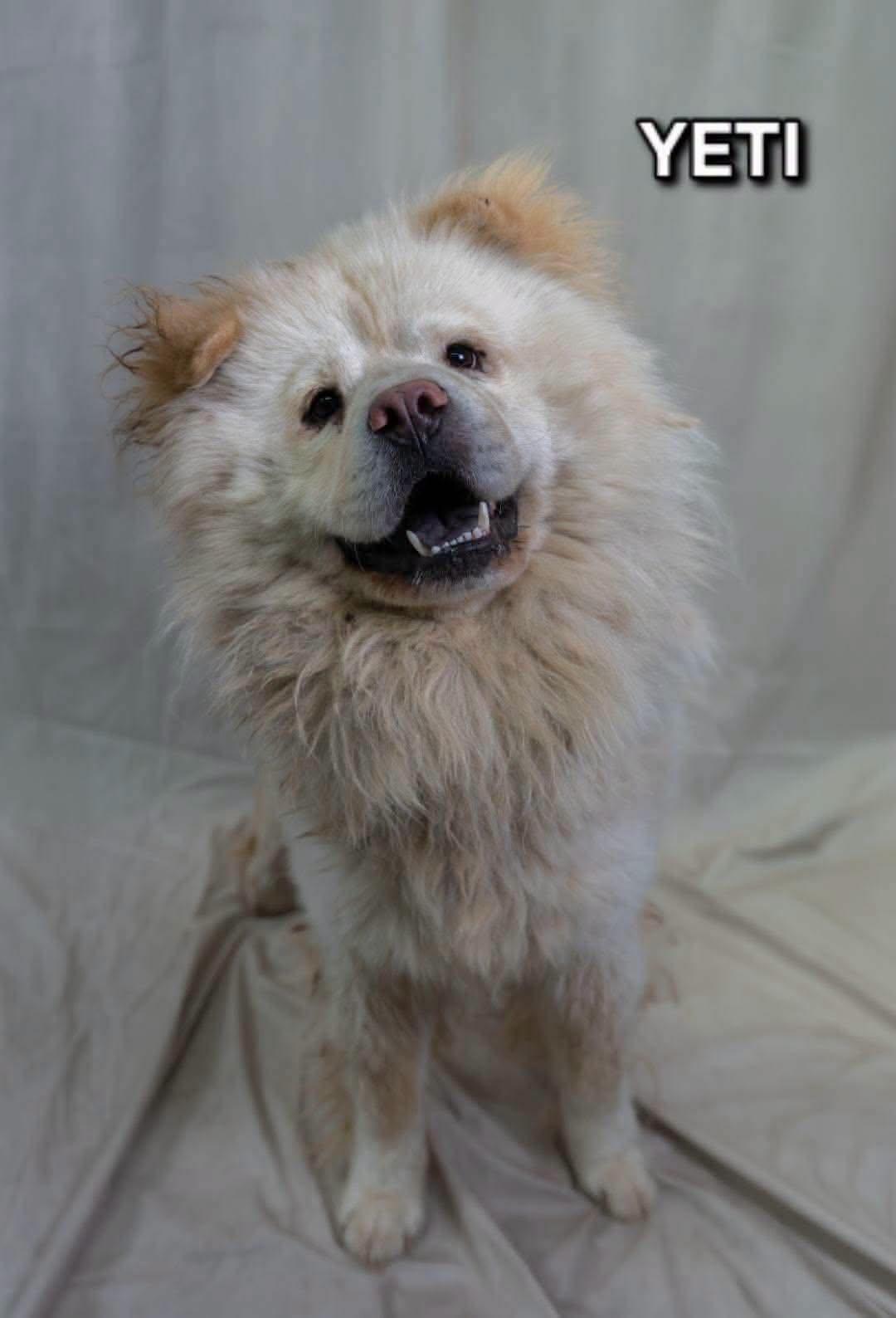 Enlarge Yeti, a Adopted Chow Chow in Tucson, AZ image 1/3