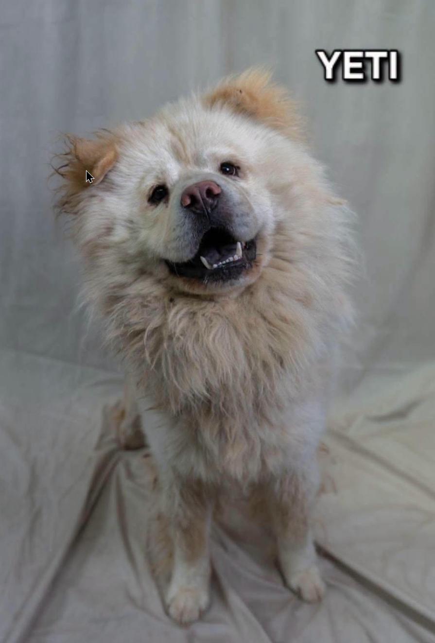 Enlarge Yeti, a Adopted Chow Chow in Tucson, AZ image 2/3