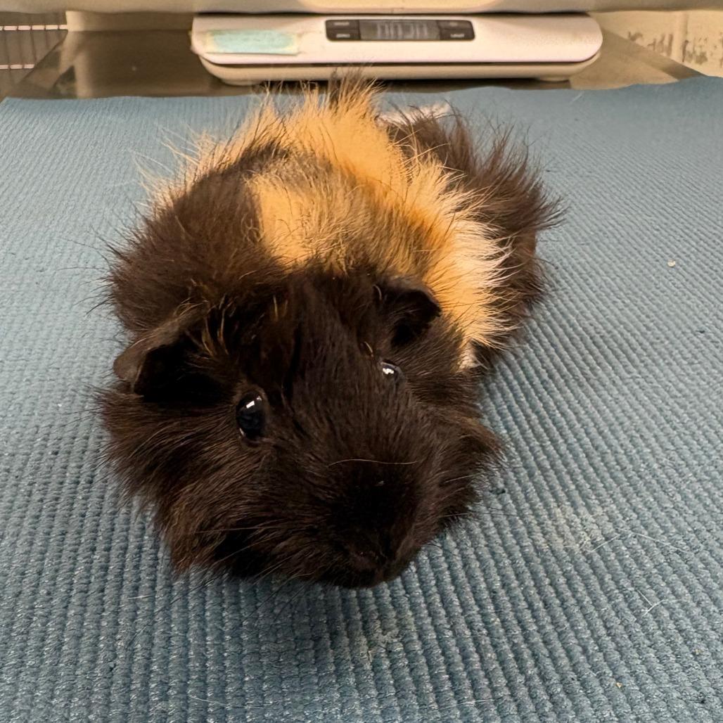 Dove, Adoptable, Baby Female Guinea Pig.