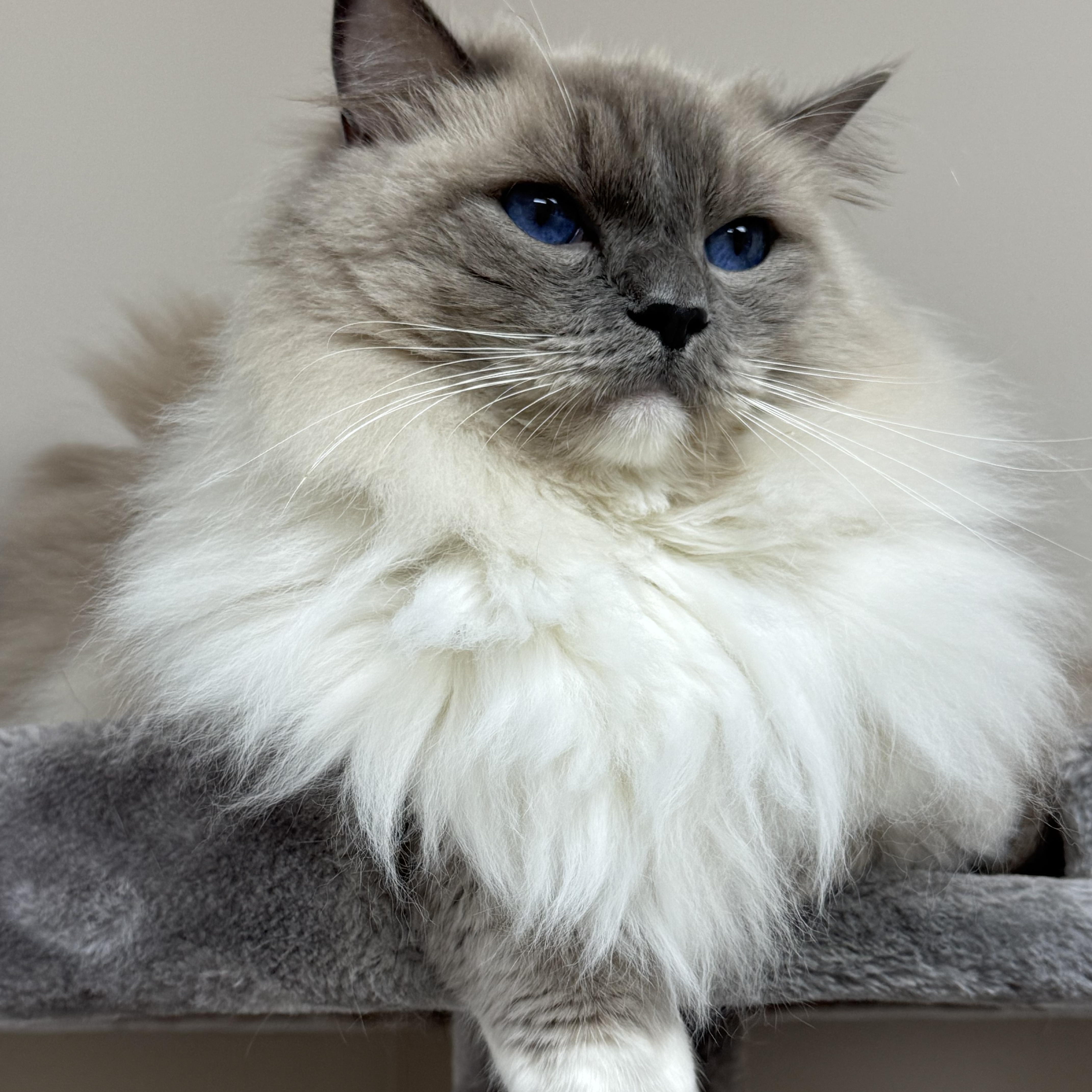 Enlarge Prince , an adoptable Ragdoll in Monroe, NC image 1/3