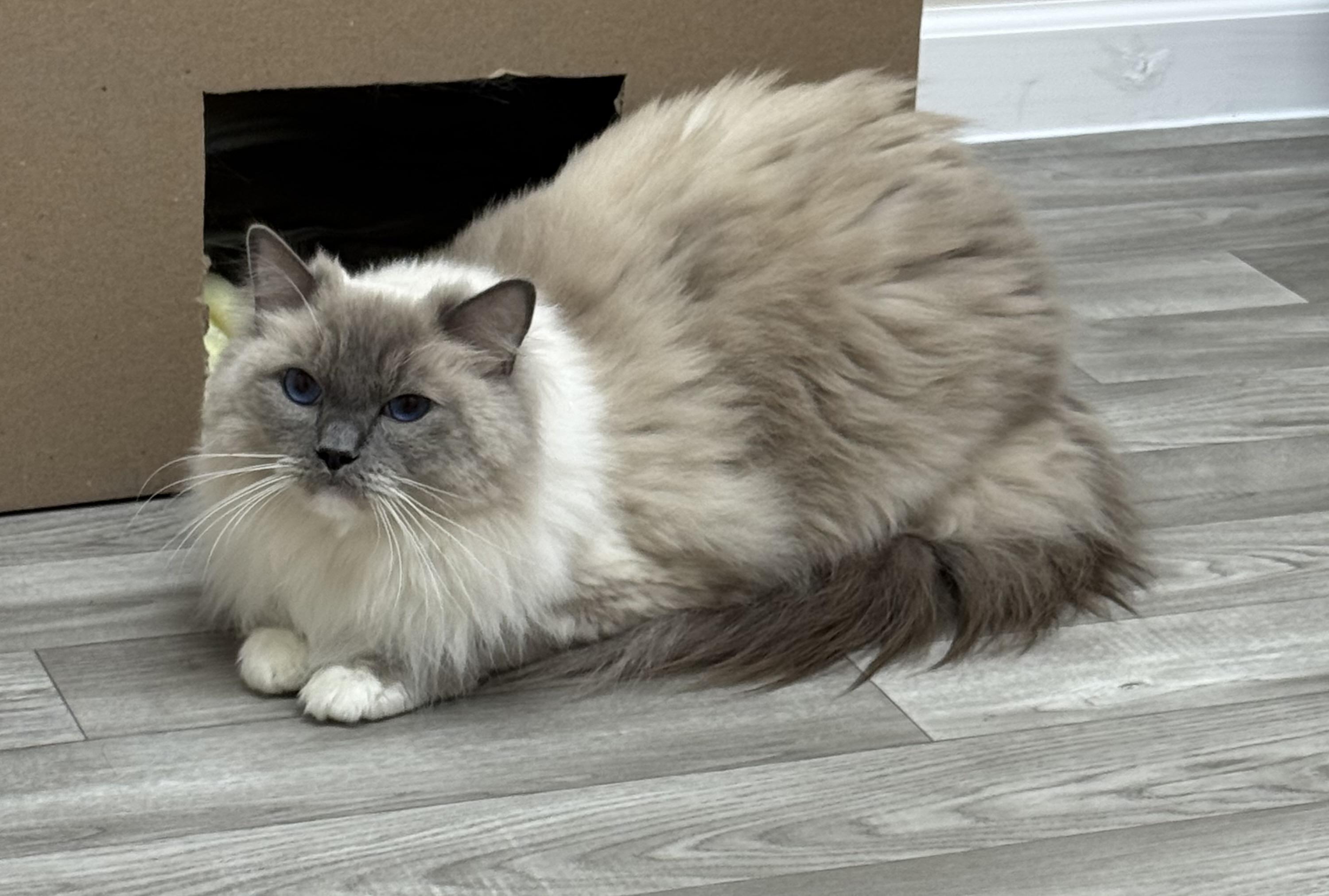 Enlarge Prince , an adoptable Ragdoll in Monroe, NC image 2/3