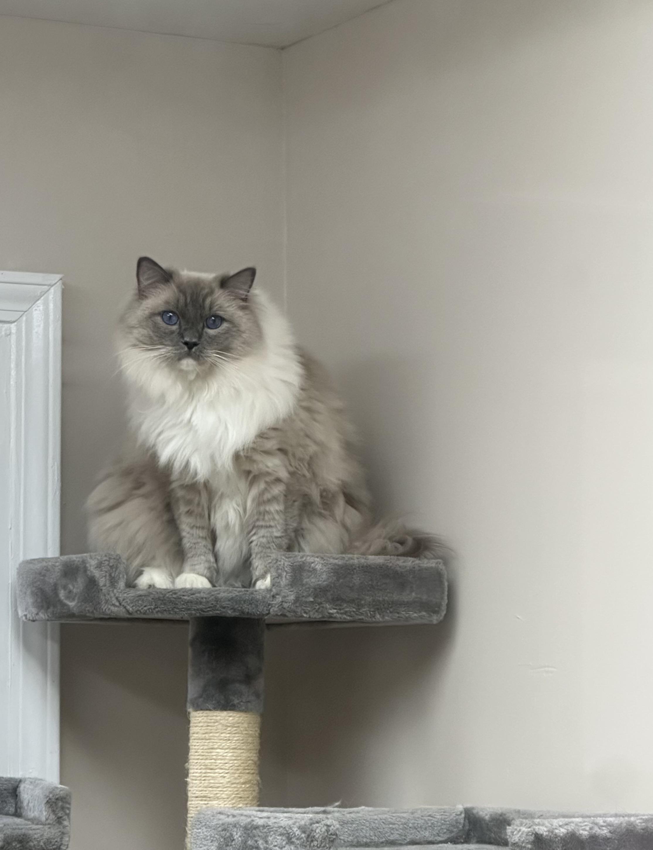 Enlarge Prince , an adoptable Ragdoll in Monroe, NC image 3/3