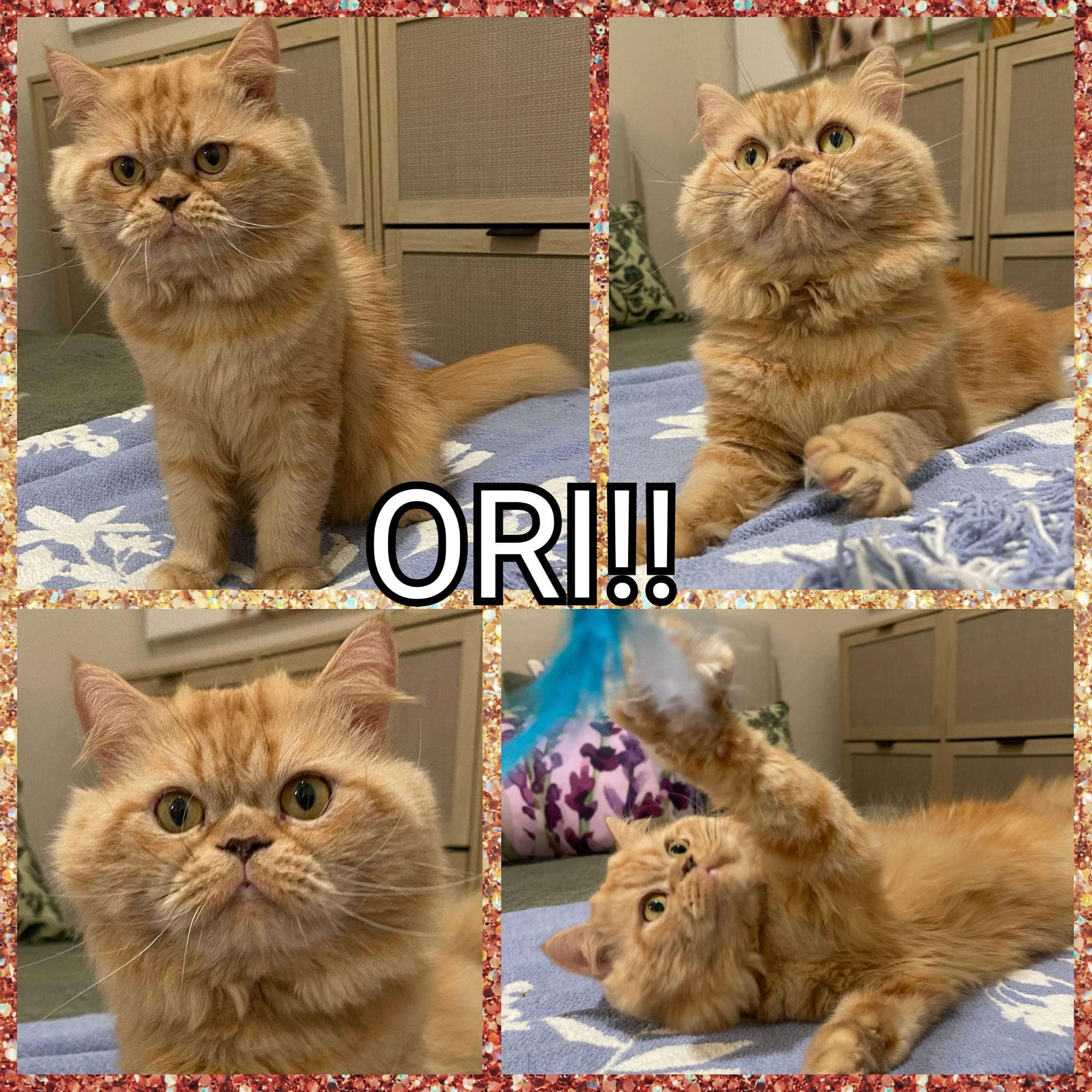 Ori!!, a Adoptable Persian in Converse, TX image 6/6