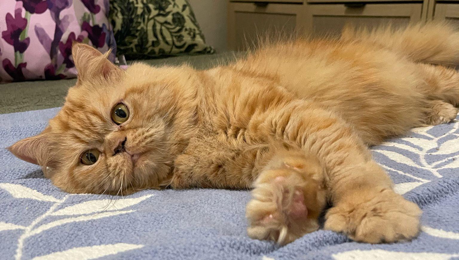 Ori!!, a Adoptable Persian in Converse, TX image 2/6