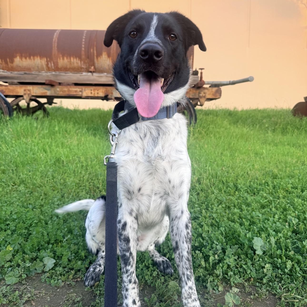 Oreo, ADOPTABLE, Young Male Australian Cattle Dog / Blue Heeler.