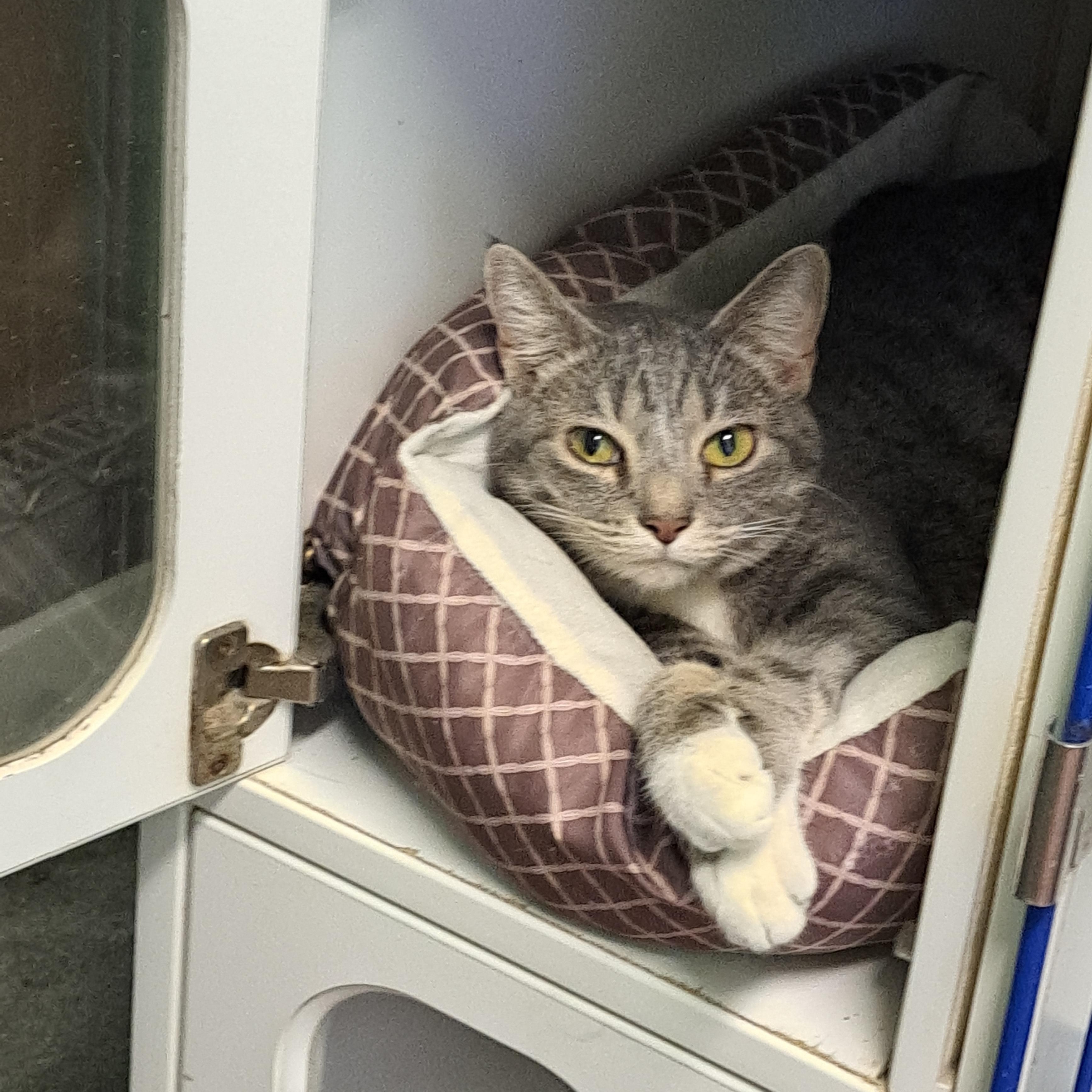 Enlarge Belle, a ADOPTABLE American Shorthair in Lawrenceburg, KY image 1/6