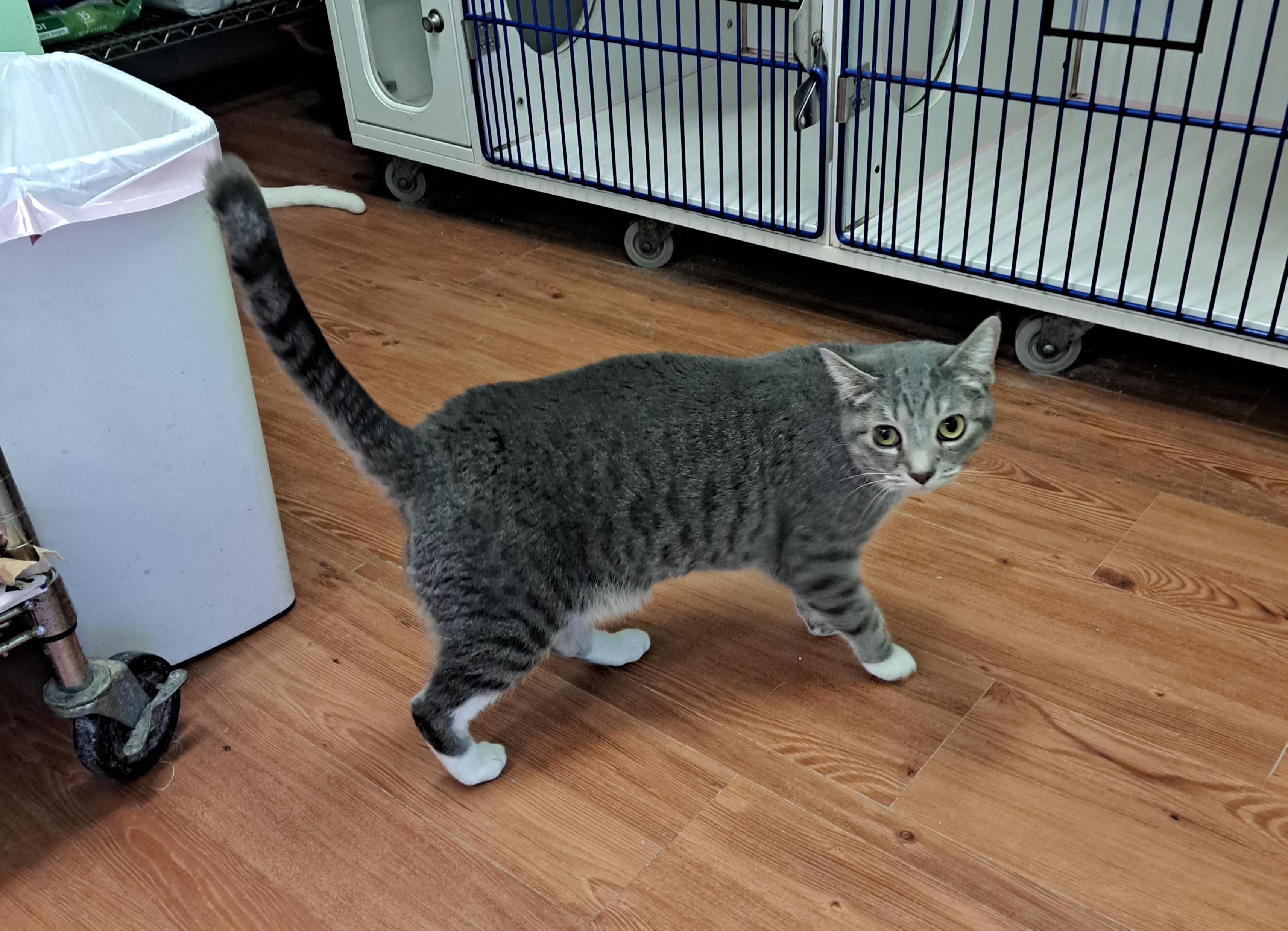 Enlarge Belle, a ADOPTABLE American Shorthair in Lawrenceburg, KY image 3/6