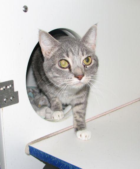 Enlarge Belle, a ADOPTABLE American Shorthair in Lawrenceburg, KY image 6/6