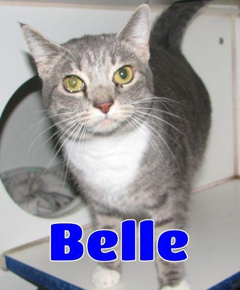 Enlarge Belle, a ADOPTABLE American Shorthair in Lawrenceburg, KY image 2/6