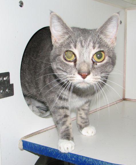Enlarge Belle, a ADOPTABLE American Shorthair in Lawrenceburg, KY image 5/6