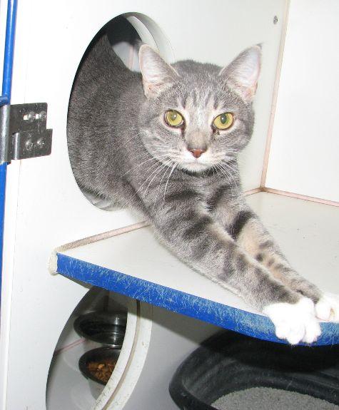 Enlarge Belle, a ADOPTABLE American Shorthair in Lawrenceburg, KY image 4/6