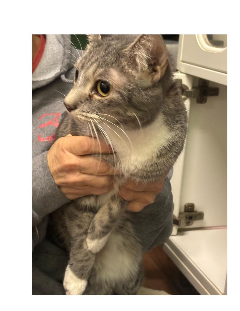 belle, ADOPTABLE, Adult Female American Shorthair.