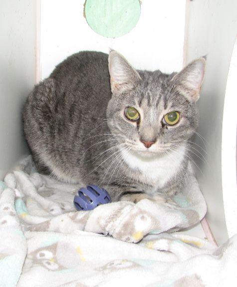 Enlarge Belle, a ADOPTABLE American Shorthair in Lawrenceburg, KY image 3/6