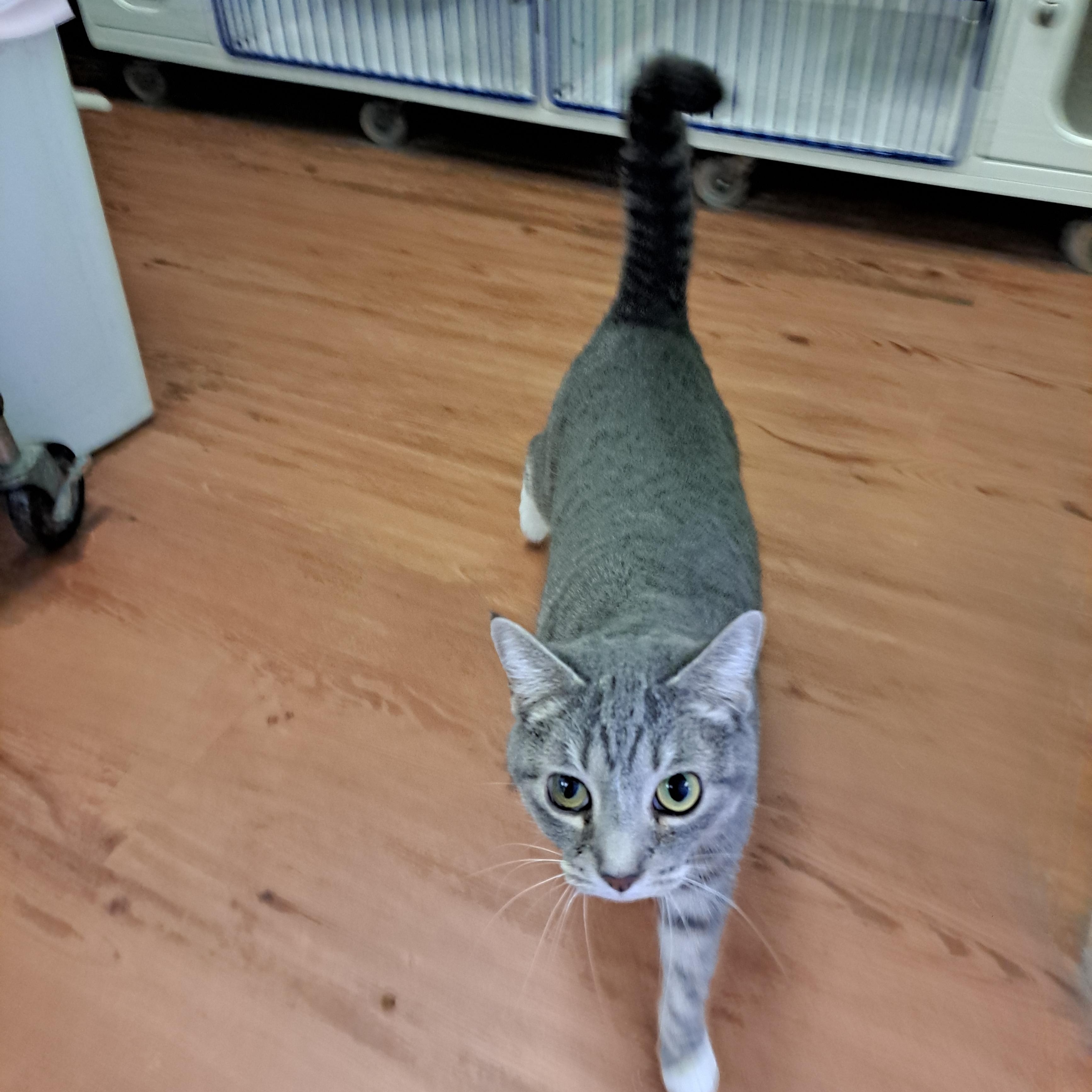 Enlarge Belle, a ADOPTABLE American Shorthair in Lawrenceburg, KY image 2/6