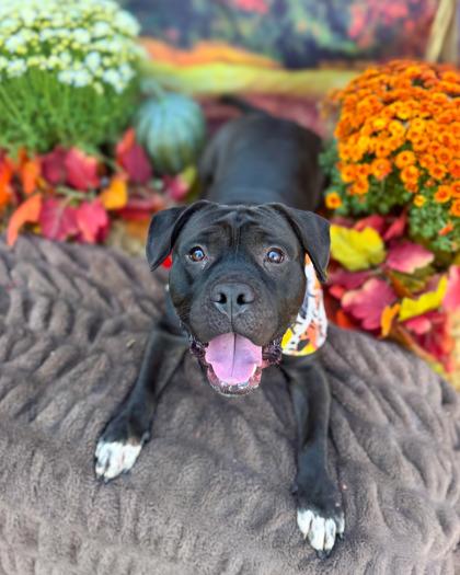 Onyx, a Adoptable Mixed Breed in Cincinnati, OH image 2/3