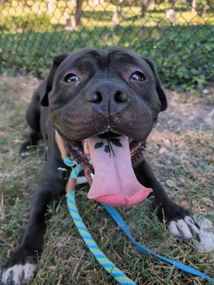 Onyx, a Adoptable Mixed Breed in Cincinnati, OH image 3/3