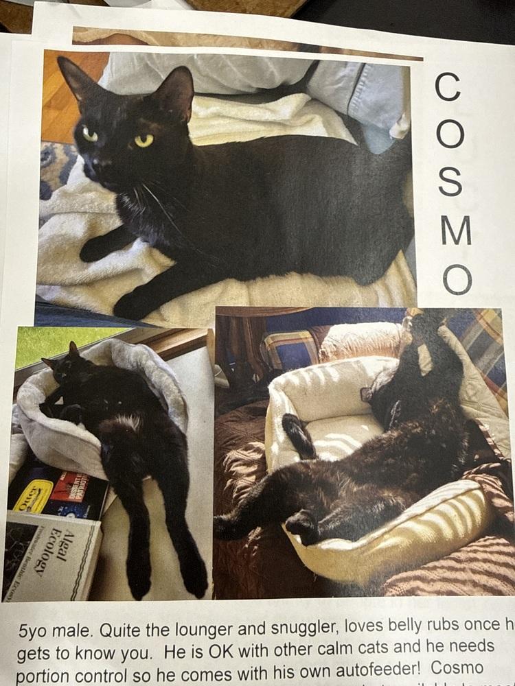 Enlarge Cosmo, a Adoptable Domestic Short Hair in Safety Harbor, FL image 2/2