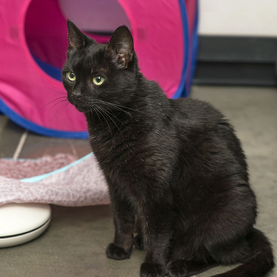 Enlarge Sammie, a Adoptable Domestic Short Hair in Smithfield, VA image 9/12