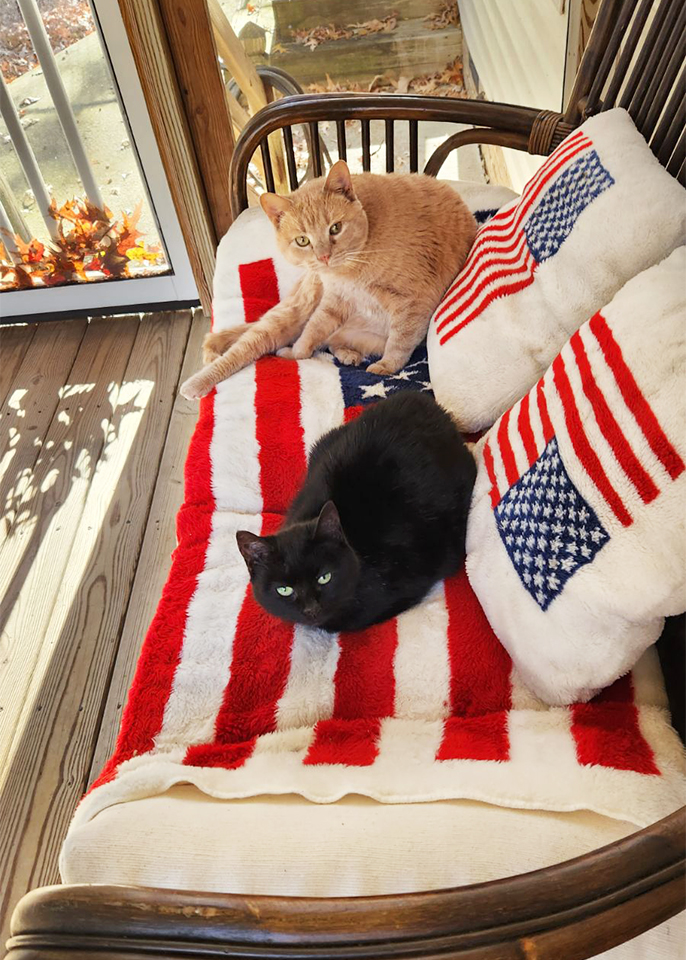 Sammie, Adoptable, Senior Female Domestic Short Hair.