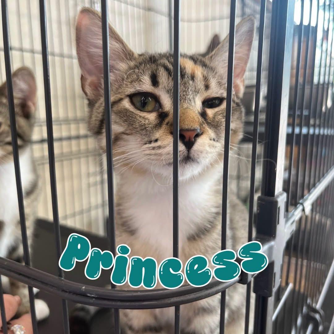 Enlarge Princess, a Adoptable mixed breed in Moncks Corner, SC image 2/3