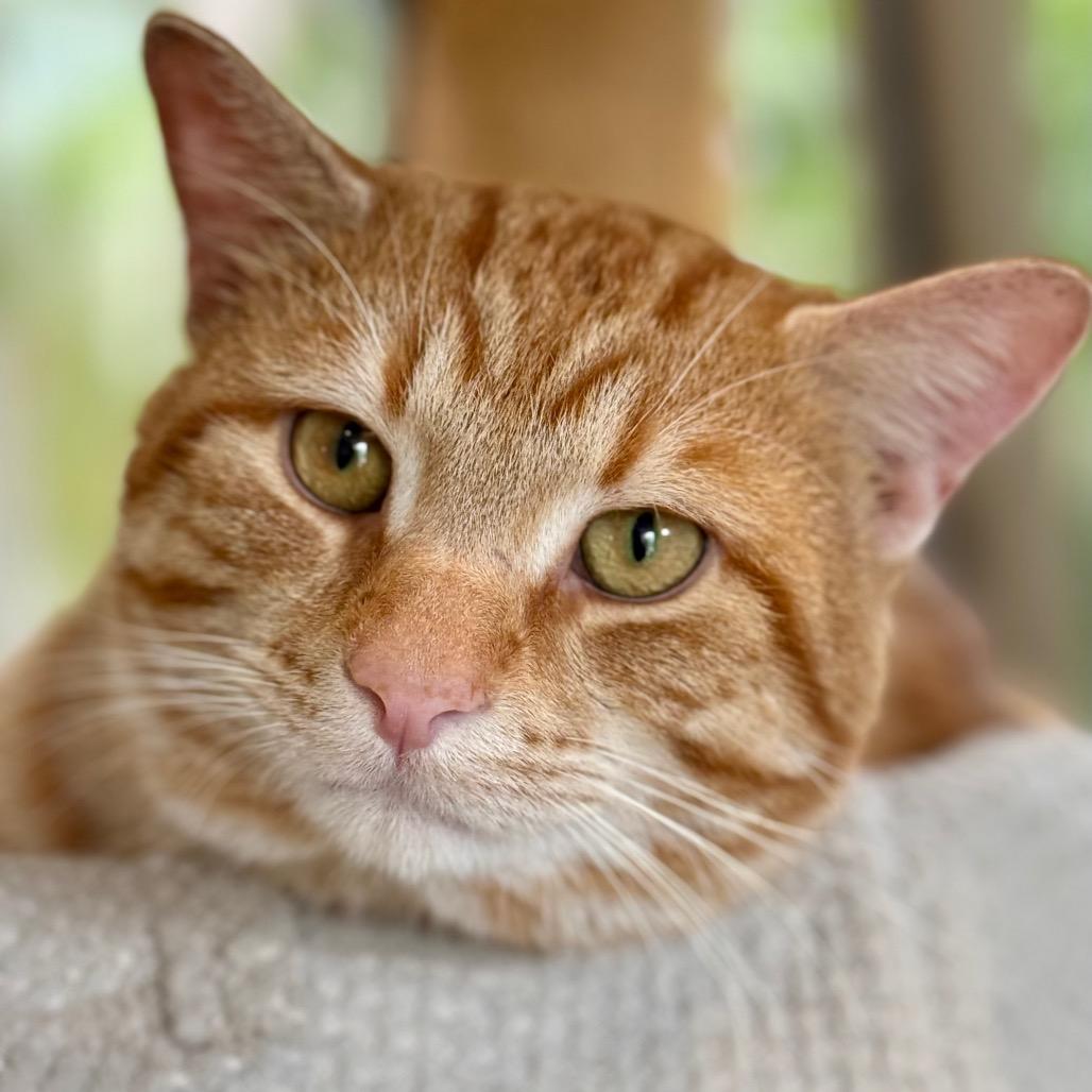 Giveon, Adoptable, Adult Male Domestic Short Hair.