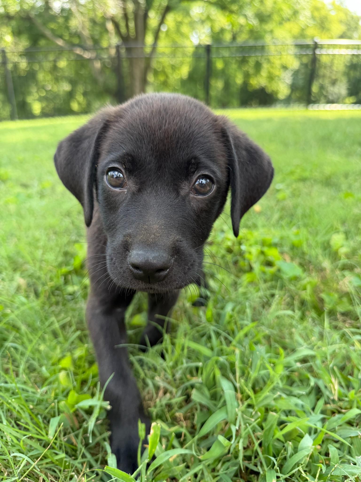 Slinky, a Adoptable mixed breed in Nashville, TN image 3/5
