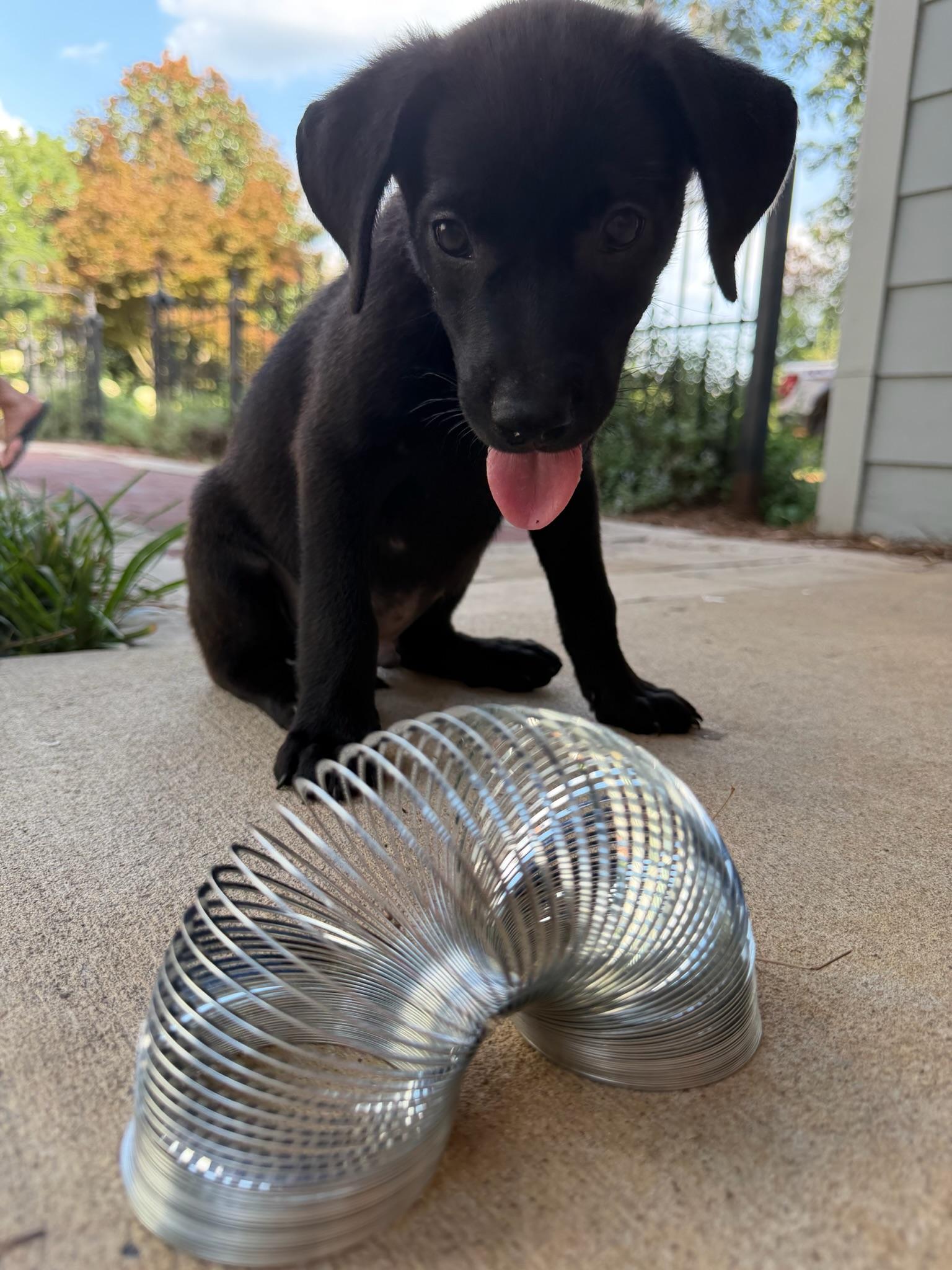 Slinky, Adoptable, Puppy Male Black Labrador Retriever.