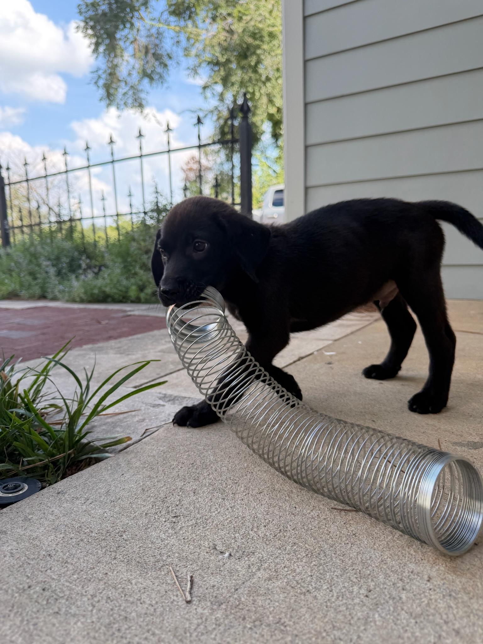 Slinky, a Adoptable mixed breed in Nashville, TN image 4/5