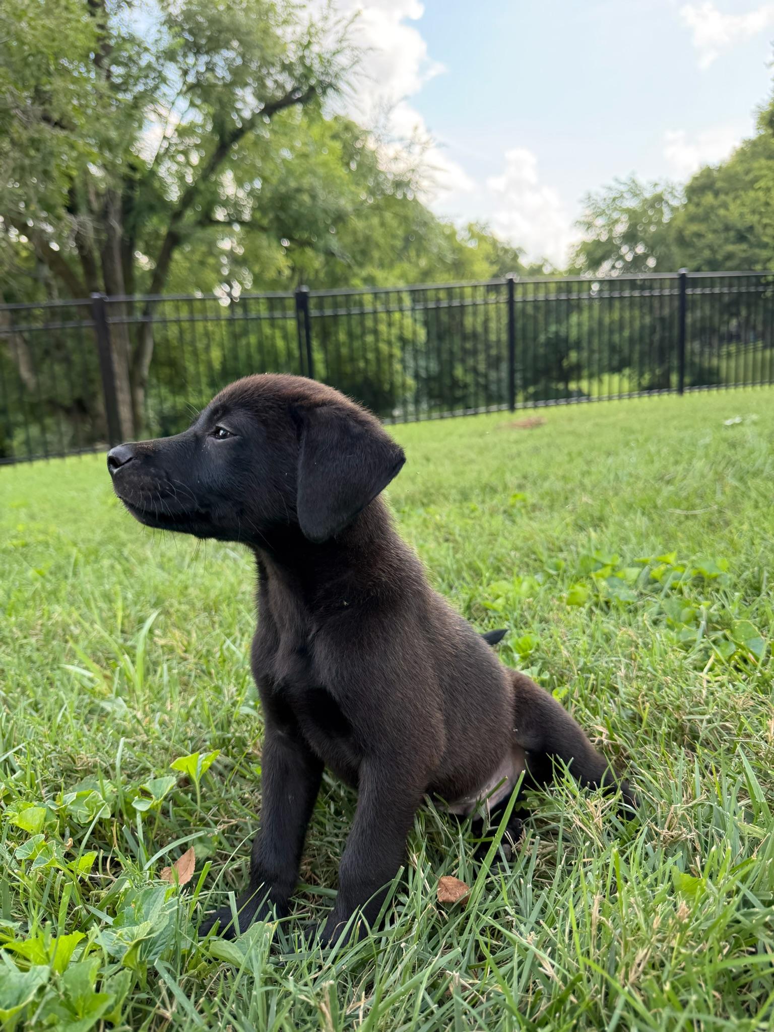 Slinky, a Adoptable mixed breed in Nashville, TN image 2/5