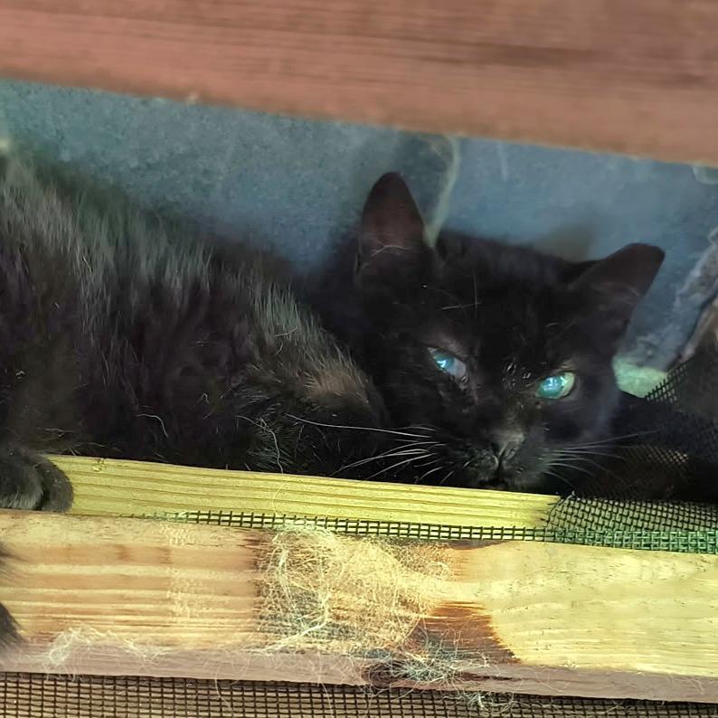 Blackjack, Adoptable, Senior Male Domestic Short Hair.