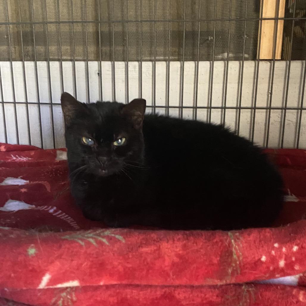Enlarge Blackjack, a Adoptable Domestic Short Hair in Titusville, FL image 2/2