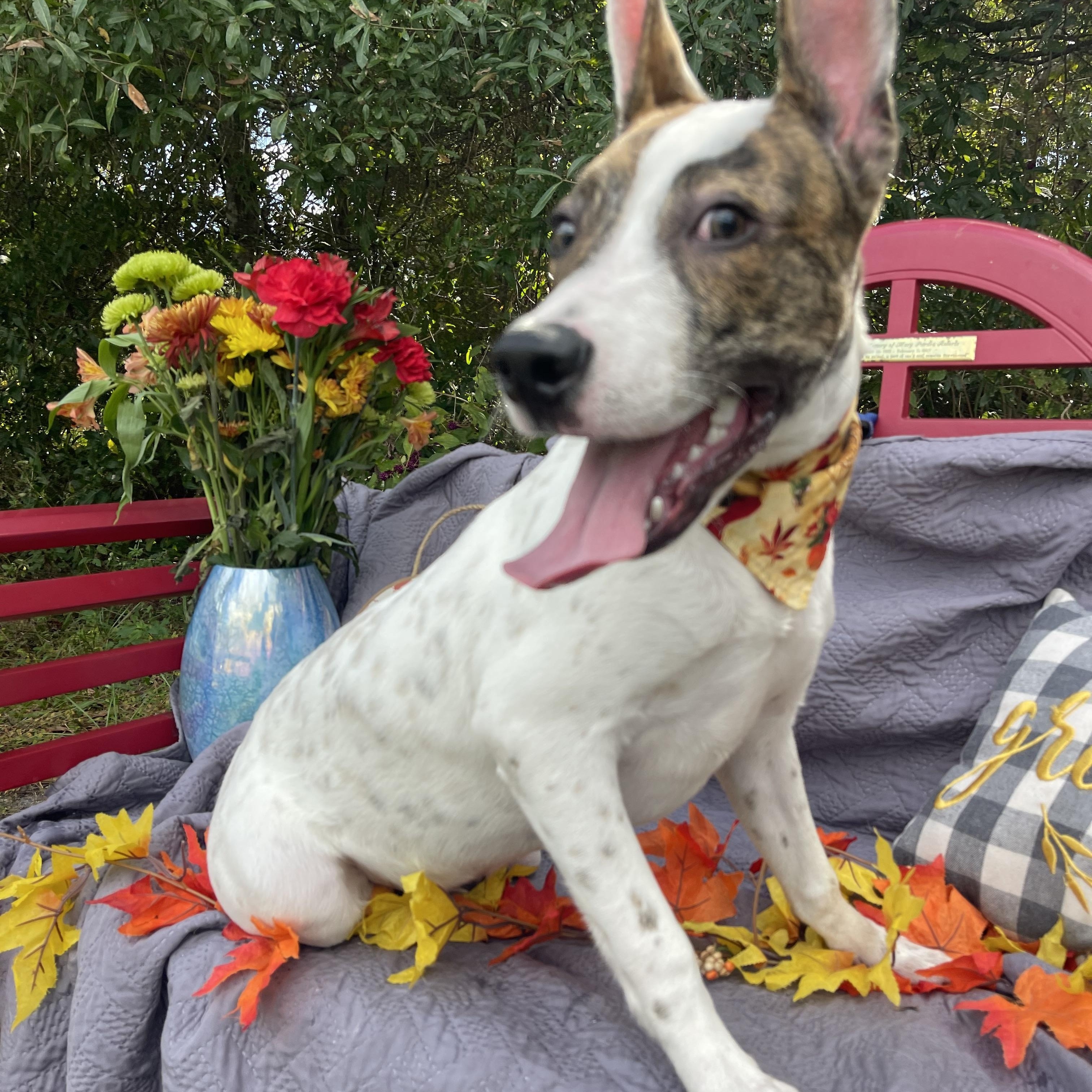 Enlarge Coconut, a Adoptable mixed breed in Sebring, FL image 4/4